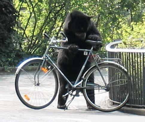 image insolite